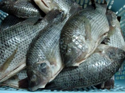 Ce este util pentru tilapia de pește