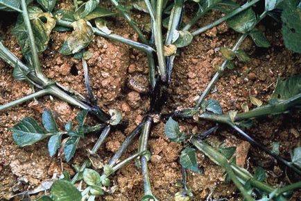 Cauzele rădăcinii cartofului negru, măsurile de prevenire și control