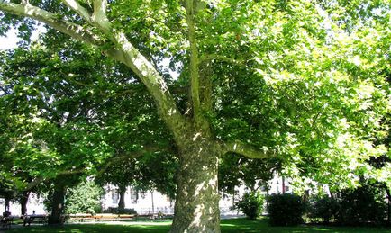 Platán - fa bölcsek és hősök - platán fa, fák