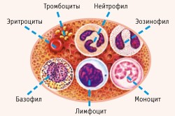 Чистка крові в домашніх умовах