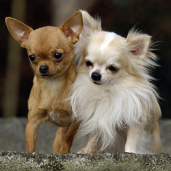 Chihuahua fotografie, descrierea rasei, cumpara chihuahua in moscow, anunturi