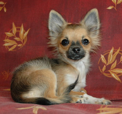 Chihuahua fotografie, descrierea rasei, cumpara chihuahua in moscow, anunturi