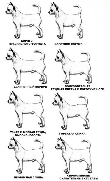 Чихуахуа фото, опис породи, купити чихуахуа в москве, оголошення