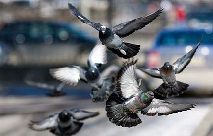Ce porumbei mănâncă pe stradă și acasă