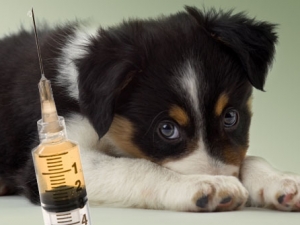 kutyák pestis megelőzése, tünetek és a kezelés