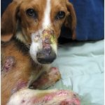 kutyák pestis megelőzése, tünetek és a kezelés