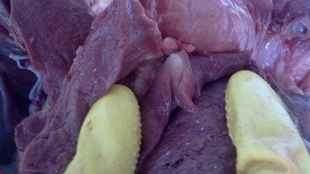 Цистицеркоз (фінноз) свиней та ВРХ можна їсти м'ясо у кроликів і великої рогатої худоби