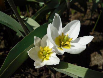 Flori pentru gradina din Ural