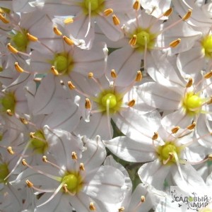квітка Еремурус