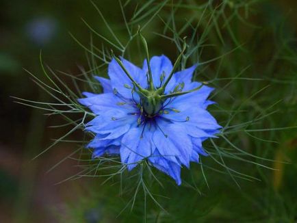 Nigella flower damask fotografie, plantare și îngrijire