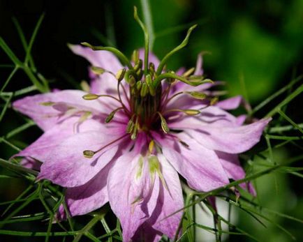 Nigella flower damask fotografie, plantare și îngrijire