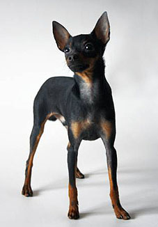 Câini decorative de câine foto de câine decorativ, antrenament, îngrijire, nutriție