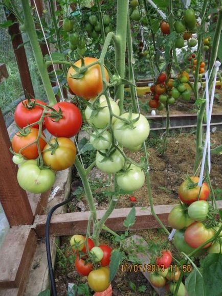 Сільський портал - список томатів 14 року