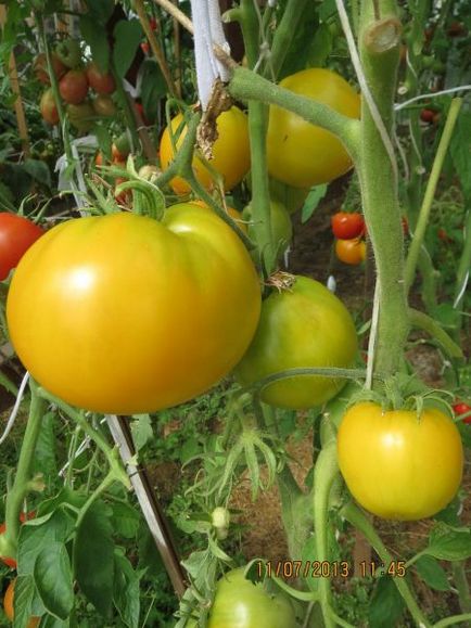 Сільський портал - список томатів 14 року