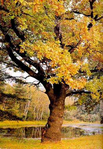 Copac de stejar de la coaja la frunze - stejar în gradina dvs. - portal de flori la gradina ta!