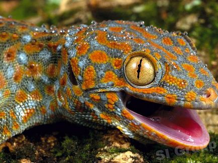 Homosexualul șoim gecko în Thailanda