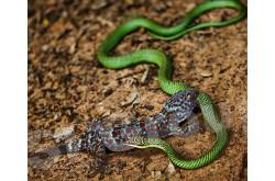 Домашні ящірки гекони в Таїланді