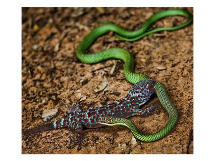 Homosexualul șoim gecko în Thailanda