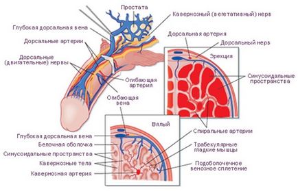 Доплерографія судин статевого члена як проводиться і що показує