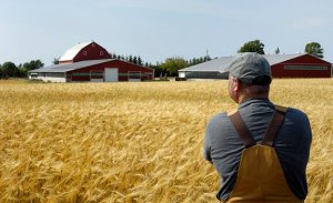 Subvenții pentru agricultori, ca perspectivă pentru dezvoltarea afacerilor agricole - portalul agricol