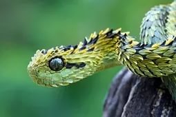 Dragonul și semnele de compatibilitate cu șarpele în dragoste și căsătorie