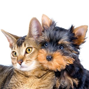 Uleiuri eterice pentru pisici si caini domestici