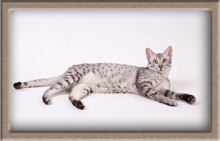 Pisica misterioasă egipteană Mau pentru adevărații esteți