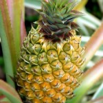 Extract de ananas în produse cosmetice, blogul stilistului