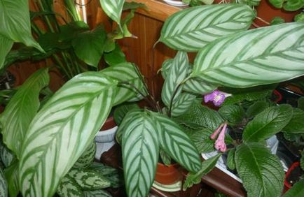 Egzotikus virág egy bankot Mako Calathea leírás, ültetés és gondozás (faház) Egzotikus virág egy bankot Mako Calathea leírás, telepítési és gondozási