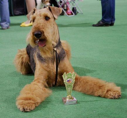 Airedale terrier - un bun englez