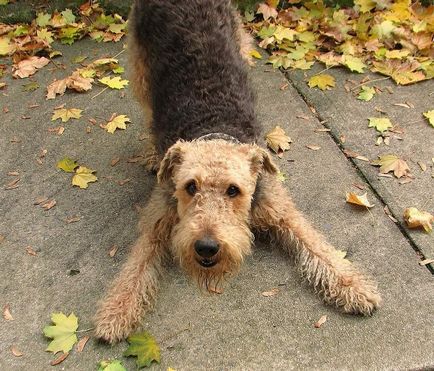 Airedale terrier - un bun englez