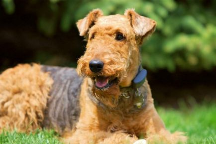 Airedale terrier - un bun englez