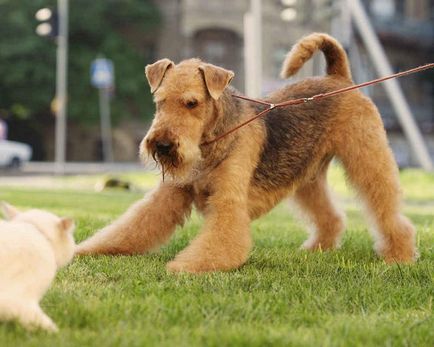 Airedale terrier - un bun englez