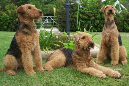 Airedale terrier - un bun englez