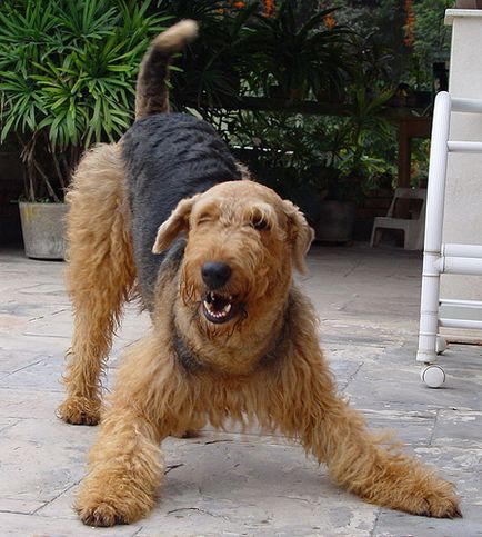 Airedale Terrier caini fotografie, cumpara, video, pret