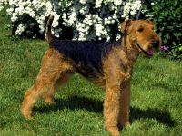 Airedale Terrier, educația Terrierului Airedale, particularitățile caracterului Airedale, obișnuit