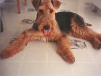 Airedale Terrier, educația Terrierului Airedale, particularitățile caracterului Airedale, obișnuit