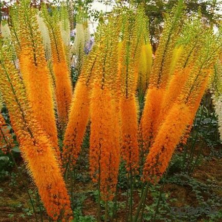 Eremurus - ültetés, termesztés és karbantartás, kertészeti világ