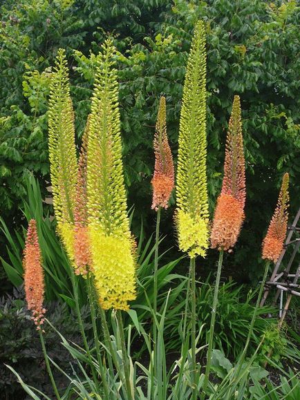 Eremurus - ültetés, termesztés és karbantartás, kertészeti világ