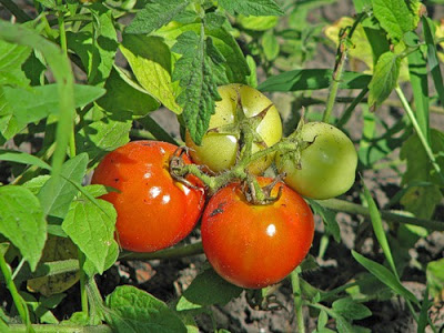 Încă o dată, despre labranul supranormal de tomate