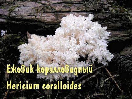 Petrezselyemgomba (ezhovik) petrezselyemgomba