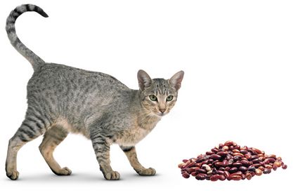 Fasole pentru pisici poate fi dat, beneficiu și rău, pisică și pisică