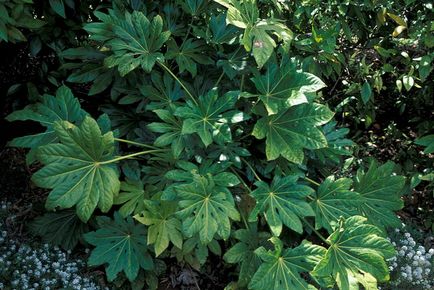 Fatsia - fotografii fatsia, condiții de creștere, îngrijire și creștere