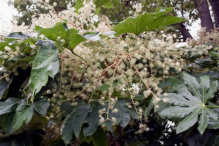 Fatsia - fotografii fatsia, condiții de creștere, îngrijire și creștere