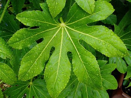 Fatsia - fotografii fatsia, condiții de creștere, îngrijire și reproducere