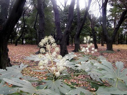 Fatsia - fotografii fatsia, condiții de creștere, îngrijire și creștere