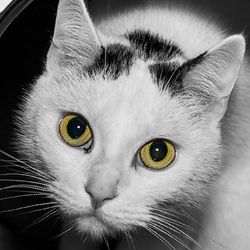 Folliculitis macskák okoz, tünetei, kezelése - minden a macskák és macskák szeretettel