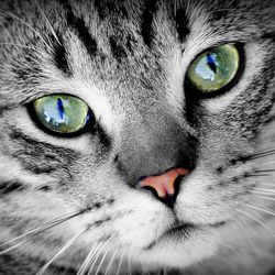 Folliculita la pisici provoaca, simptome, tratament - totul despre pisici si pisici cu dragoste