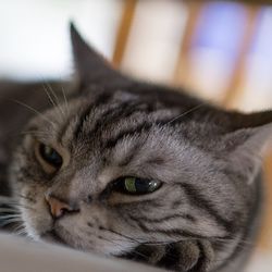 Фолікуліт у кішок причини, симптоми, лікування - все про котів і кішок з любов'ю