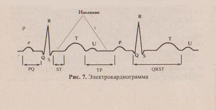 Formarea ekg, dinți, segmente, intervale